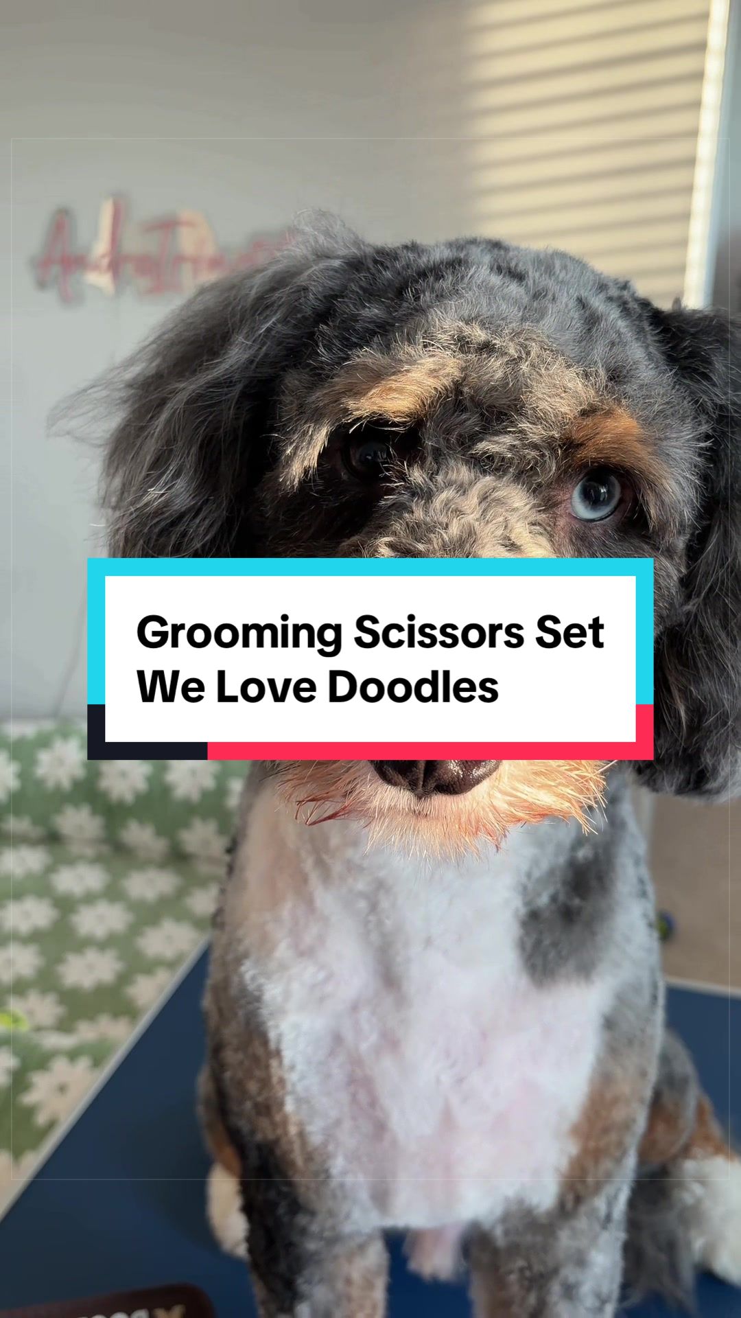 @Archie The Bernedoodle