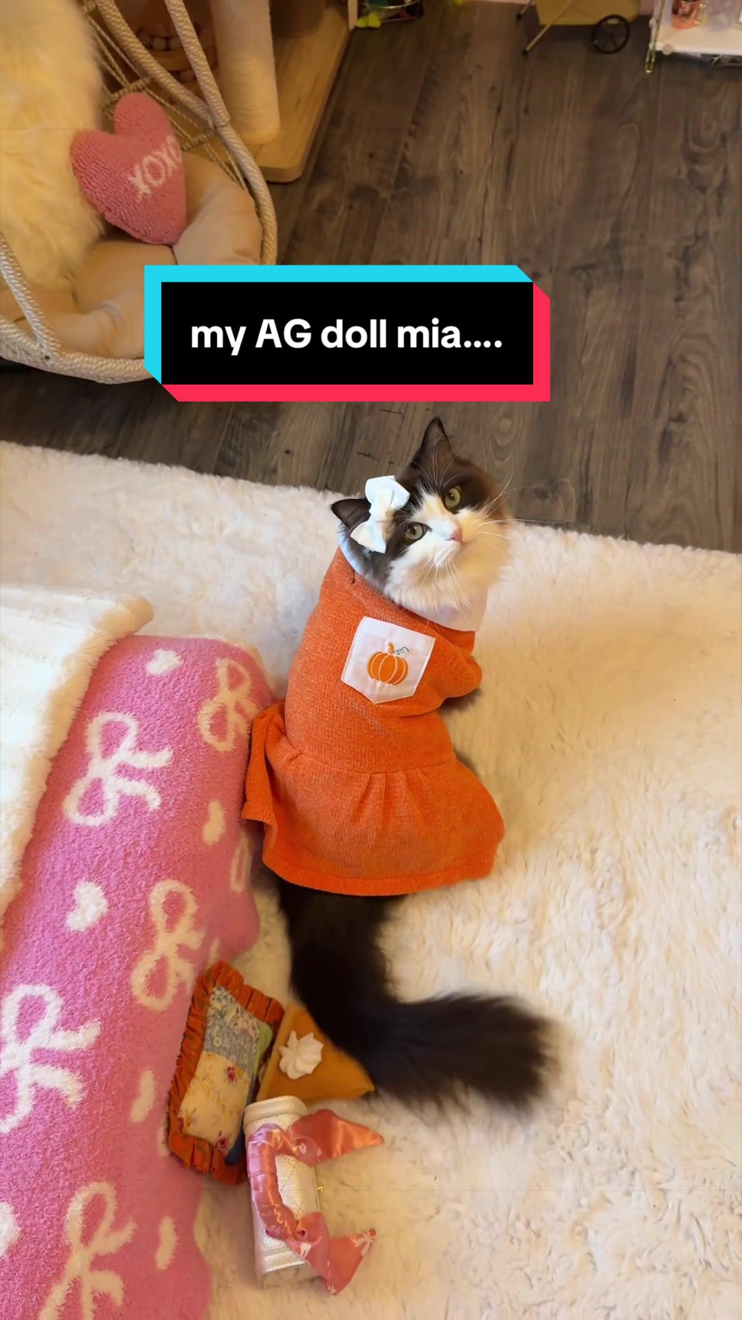 @Meredith Ragdoll Cat