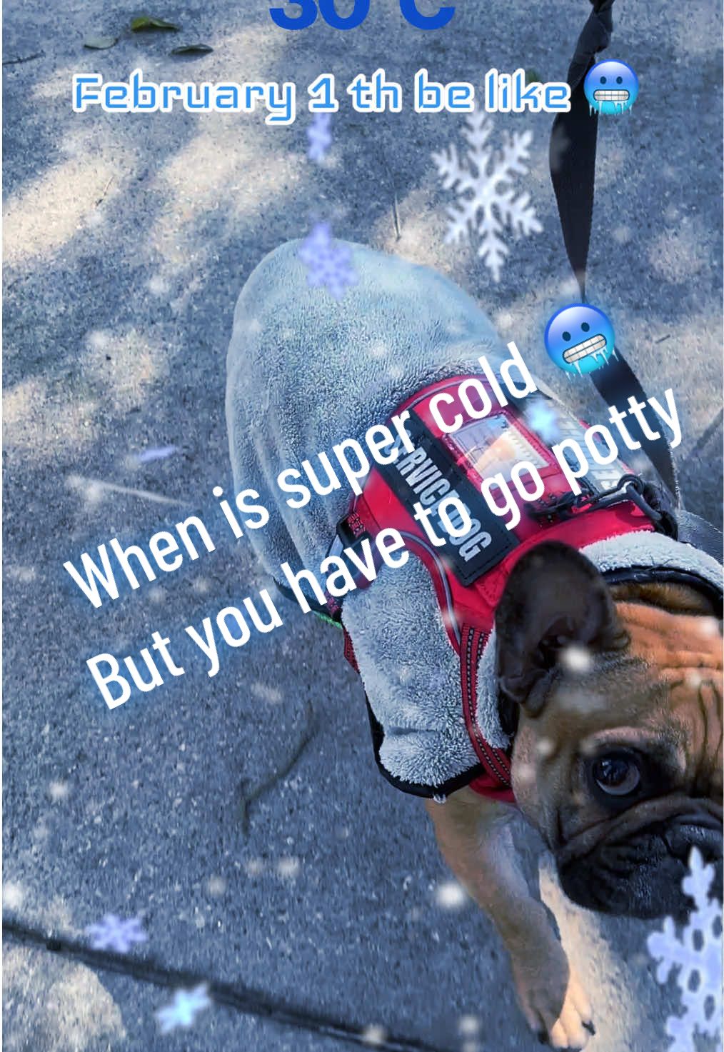 @FrenchBuldog