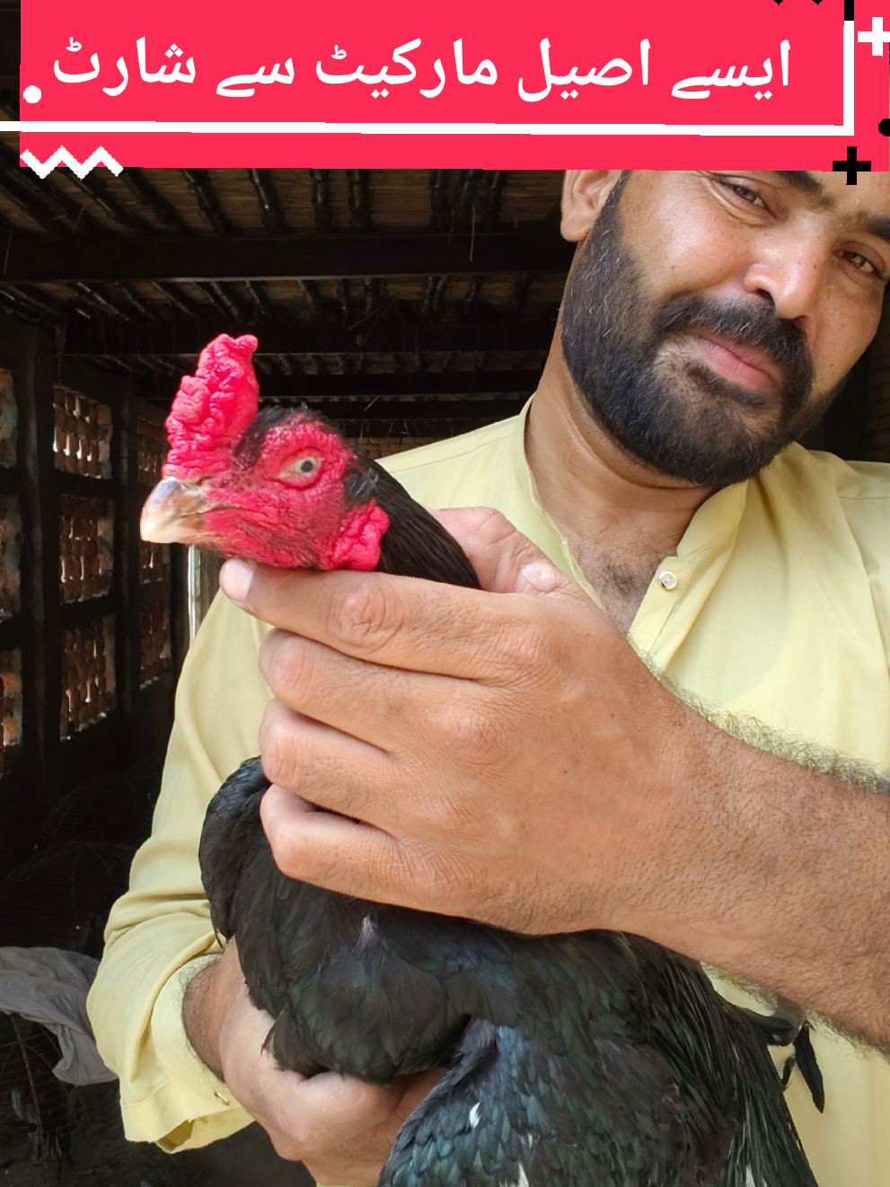 @faizan aseel farm 786