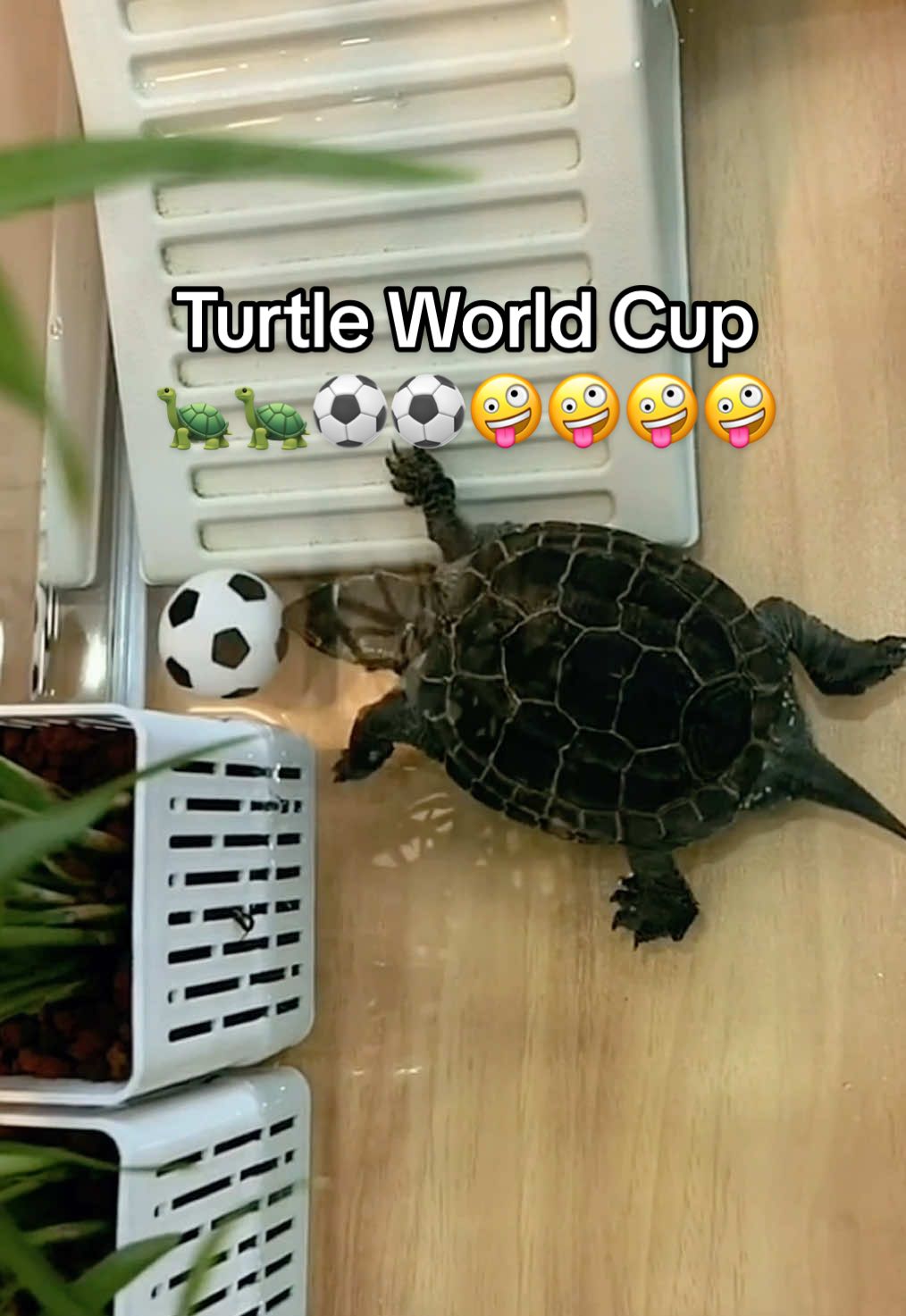 @Mr. Turtle