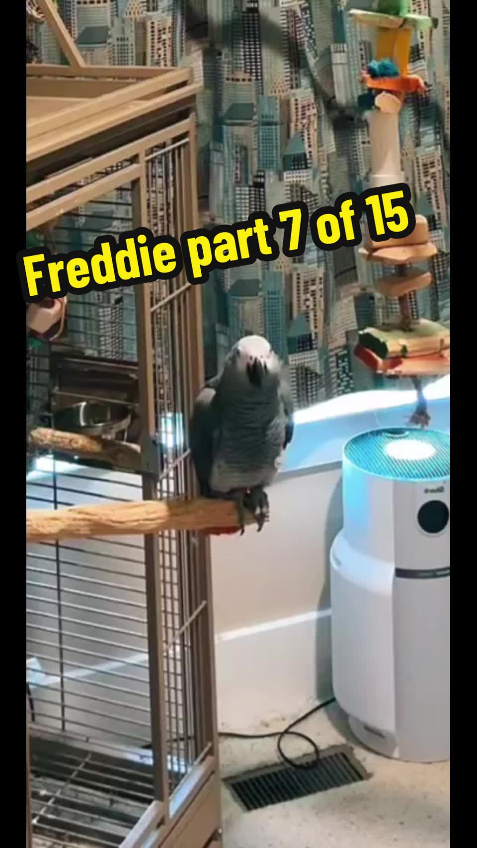@thehinzoo