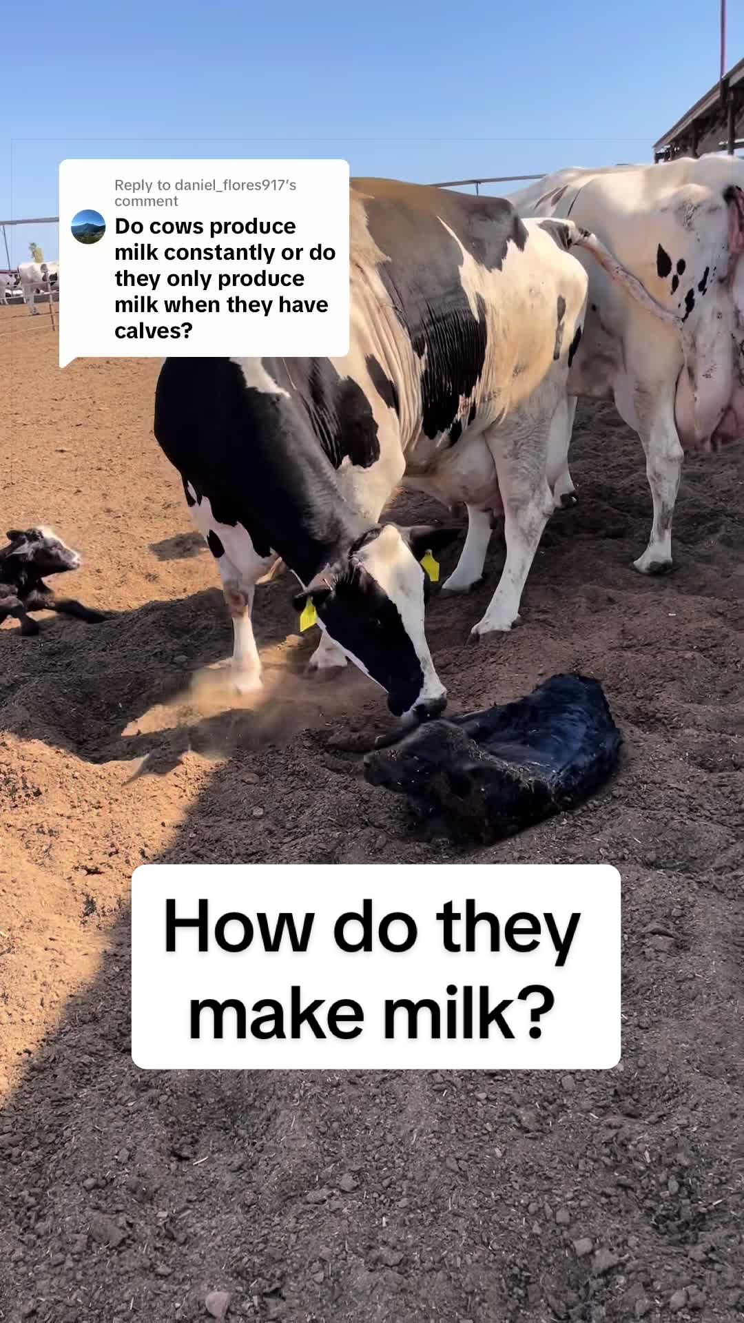 @Dairy Vet Dr. Michelle