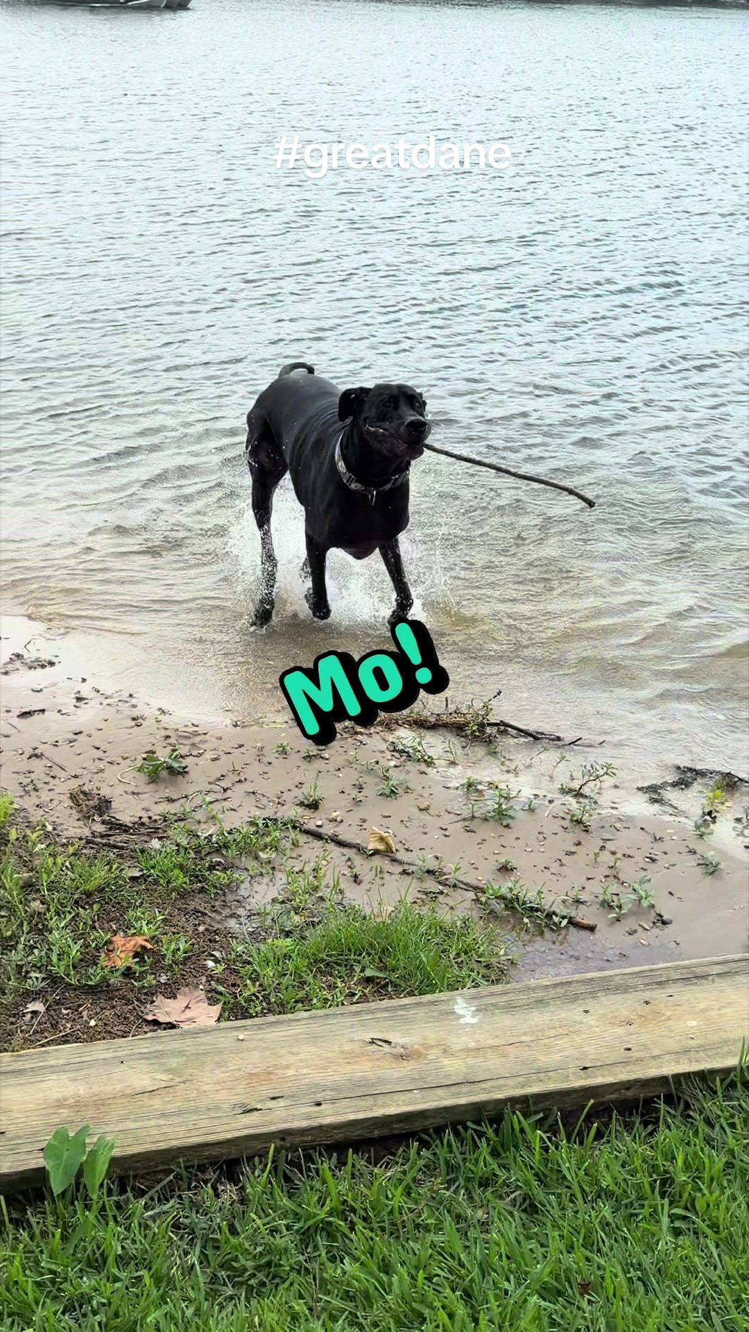 @Mo