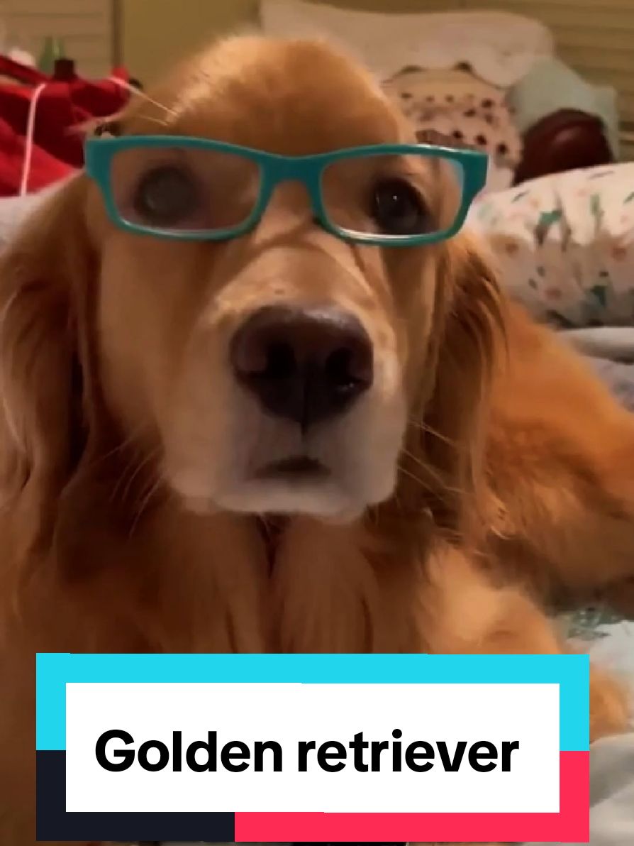 @petworld360