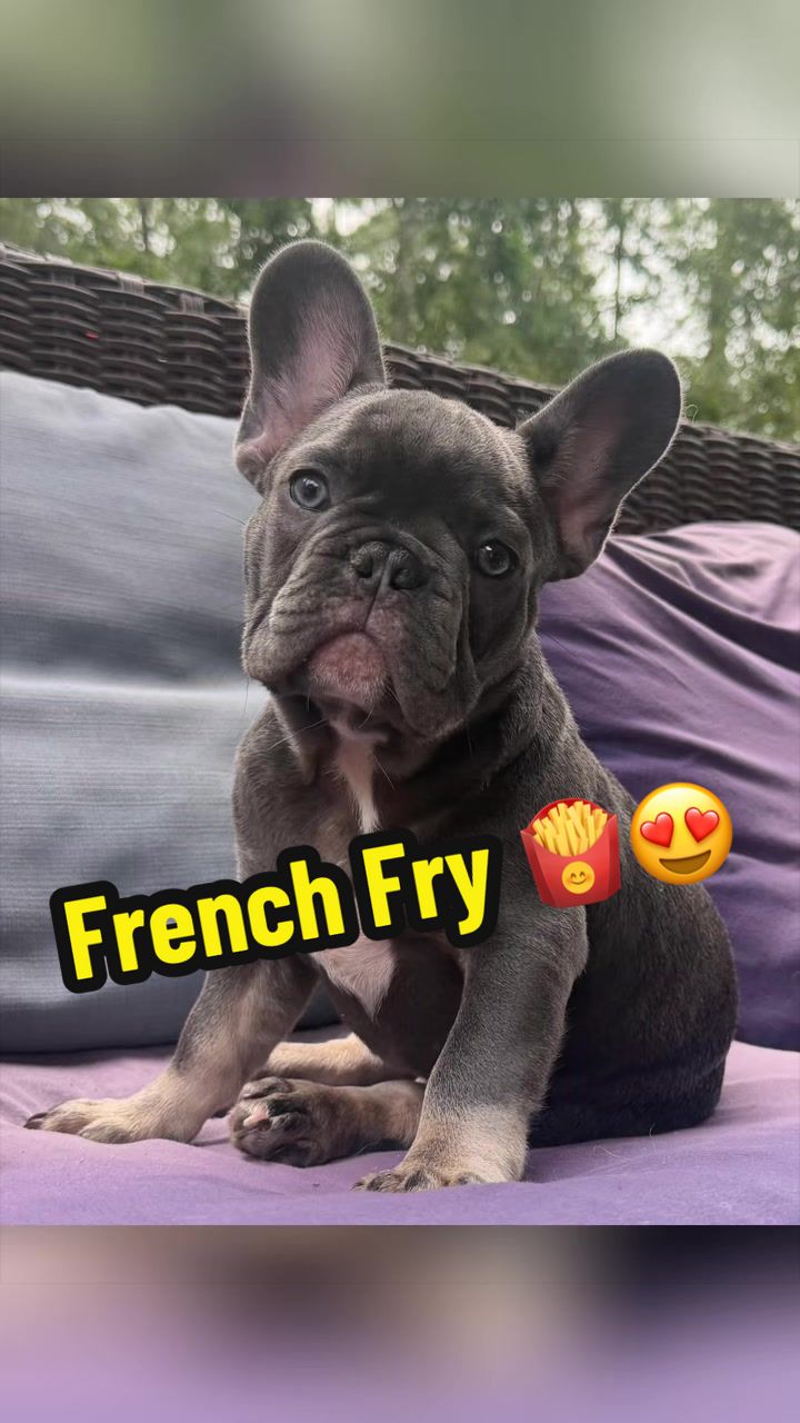 @Fireharley