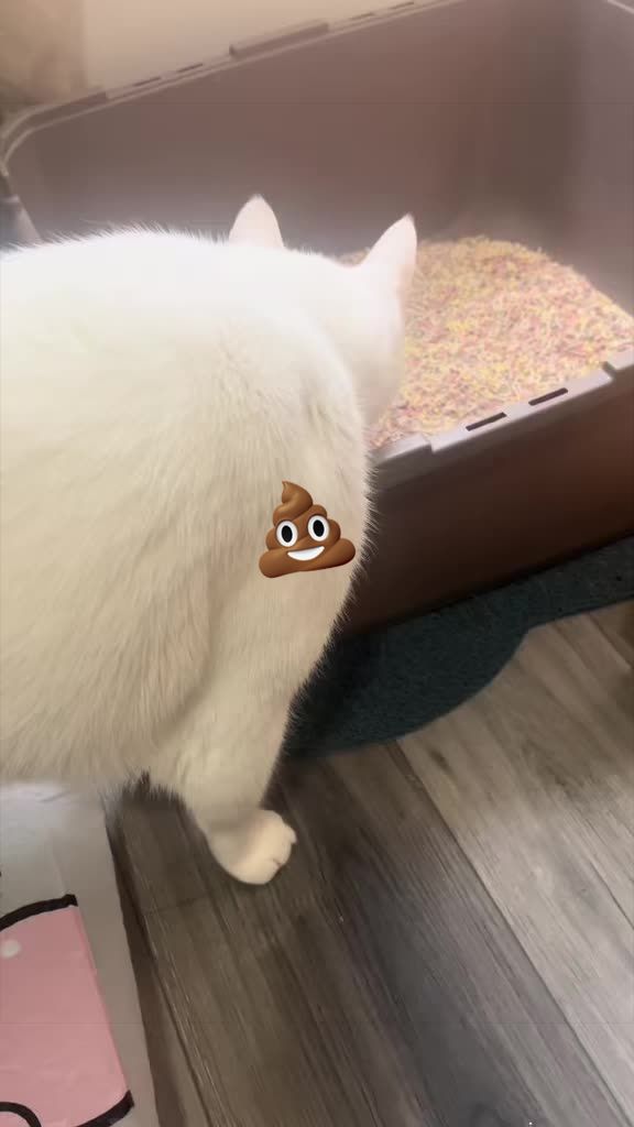 @🦖 MEOWassic CAT😺