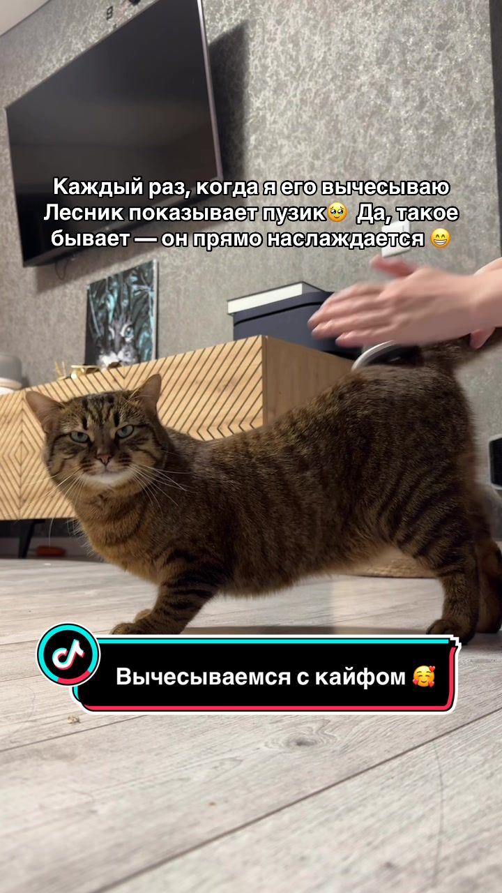 @Спасенные с улицы котики ❤️