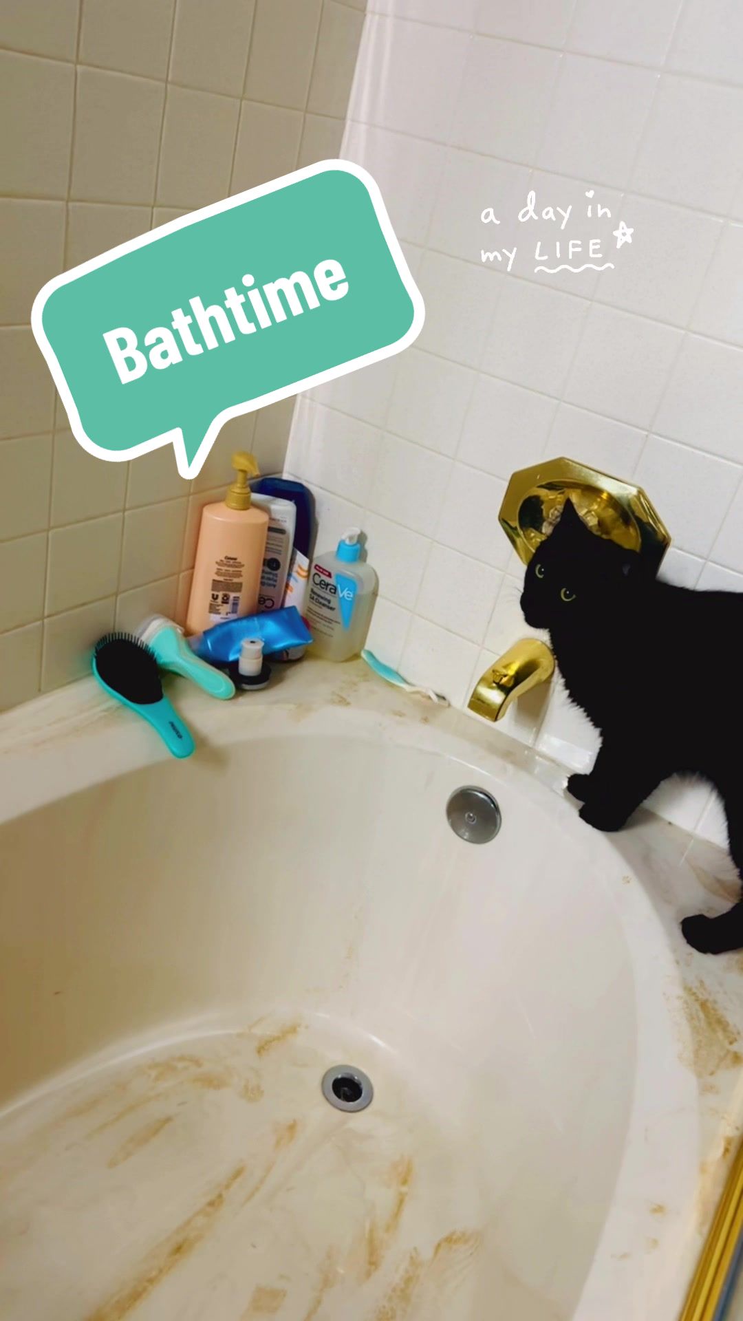@three_meows_and_a_lady
