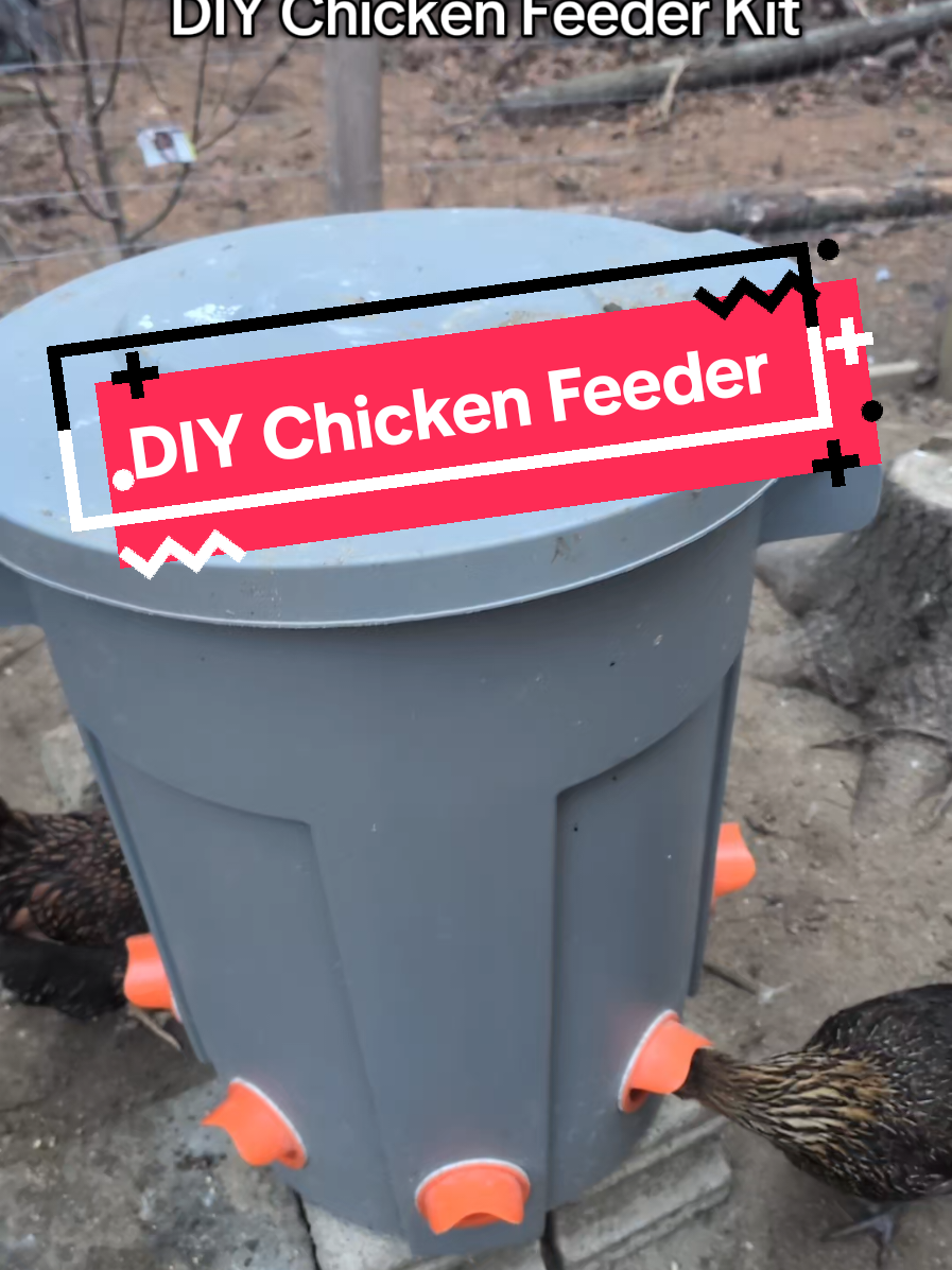 @Chickens & Bullies