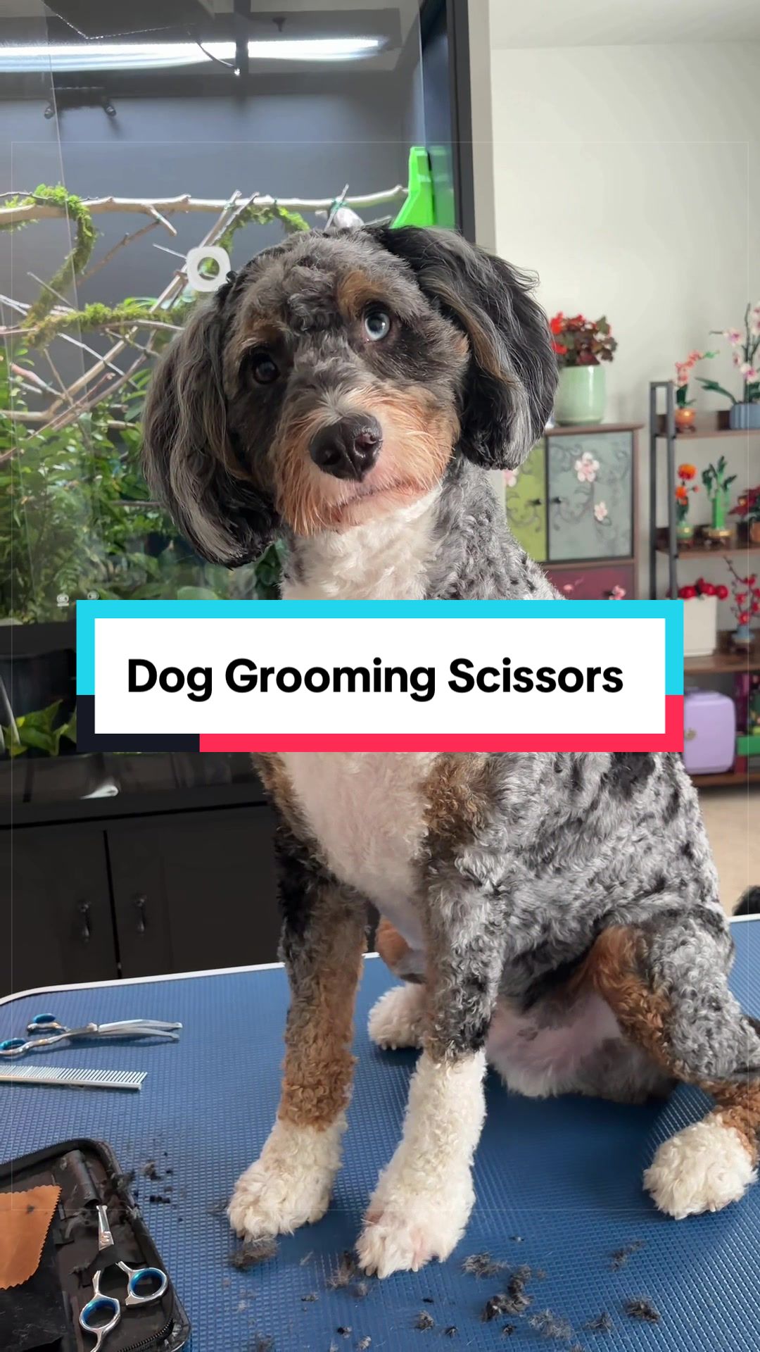 @Archie The Bernedoodle