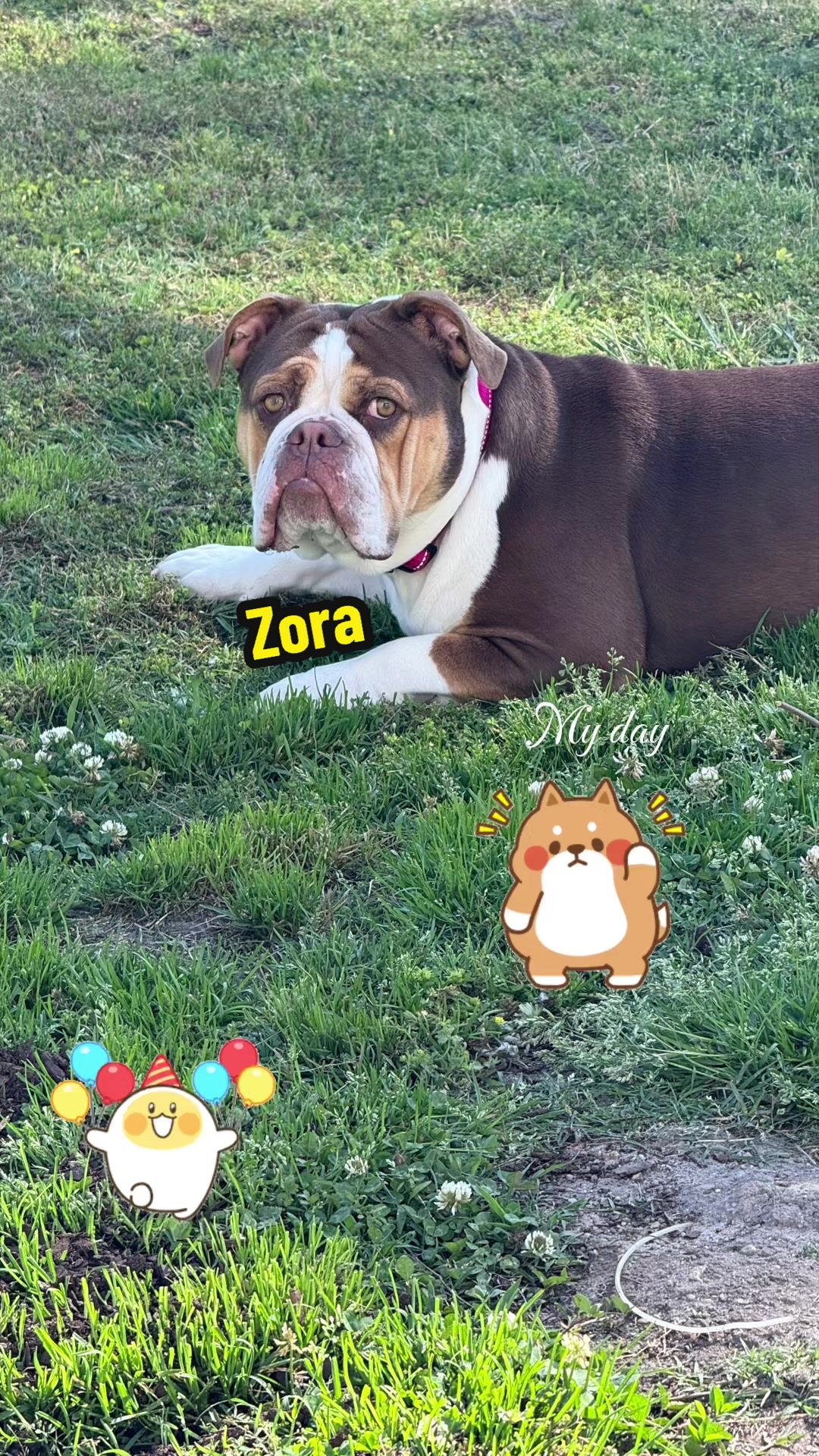 @Zora the bulldog