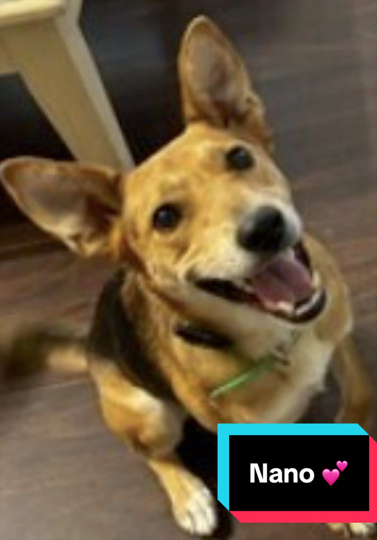 @Joyful Pets
