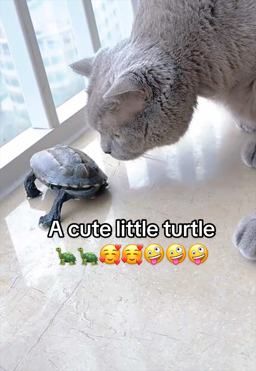 @Mr. Turtle