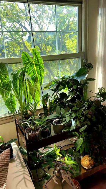 @PlantLadyNico🪴
