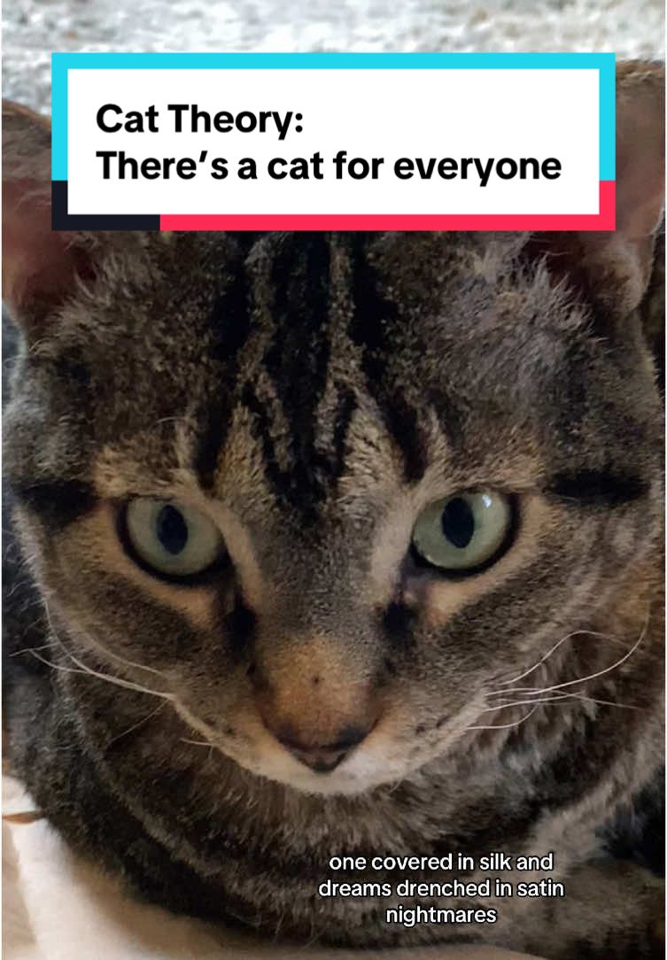 @Noctua Cat Enrichment