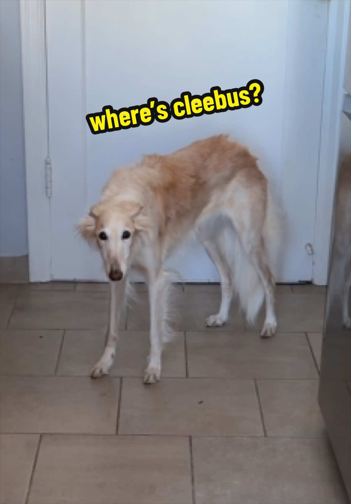 @cleolonglegs