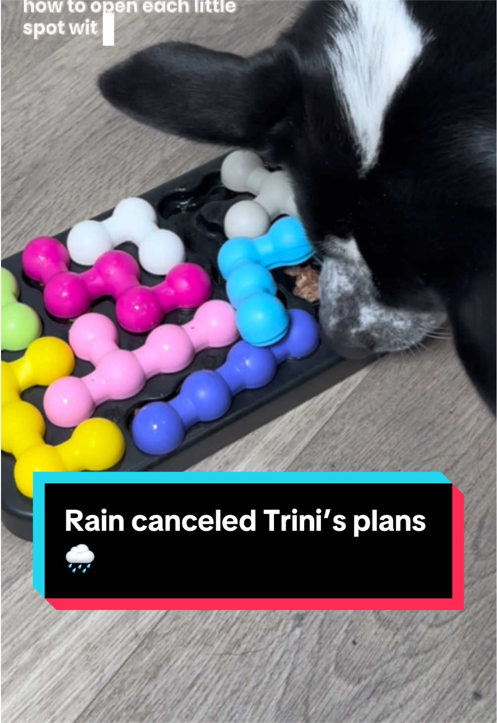 @Trinity 🐶🐾 | Dog Mom Finds