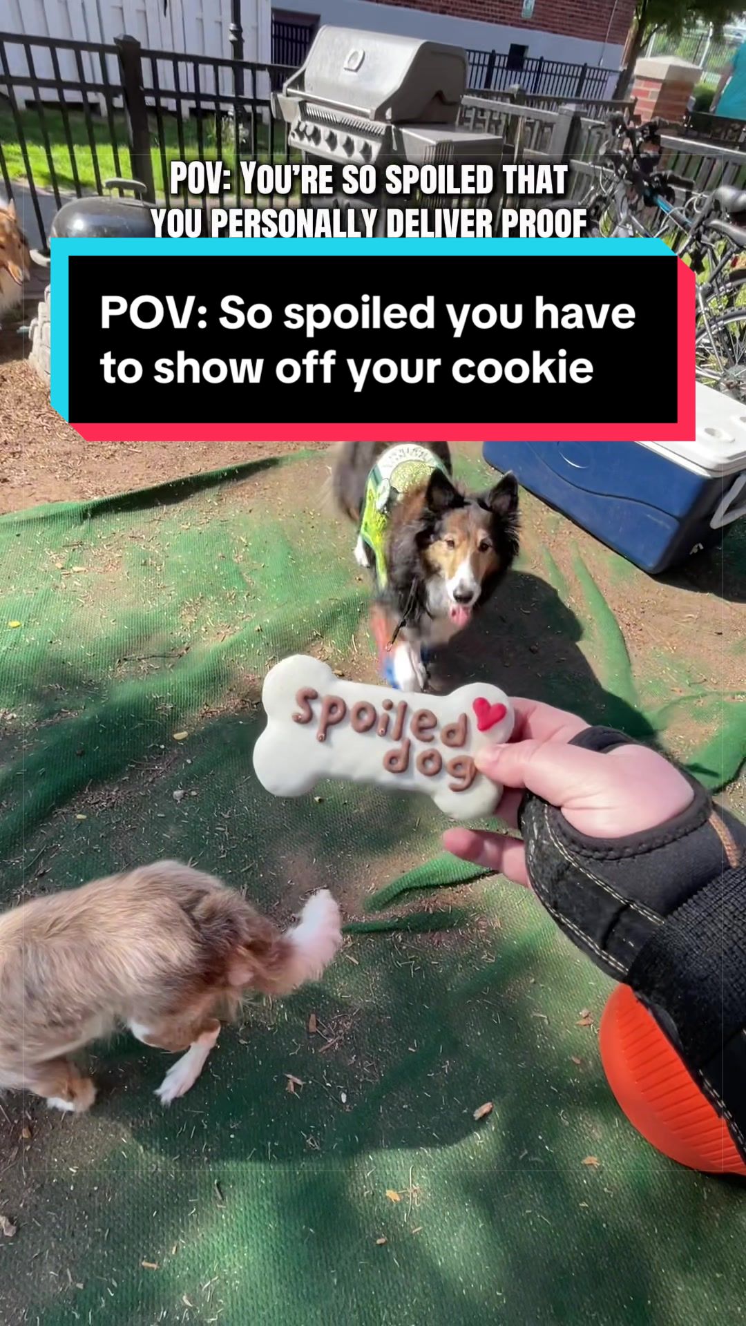 @Dakota & Pups