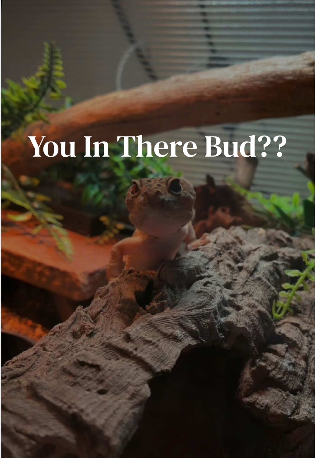 @Sydney | Leopard Gecko Nerd🦎