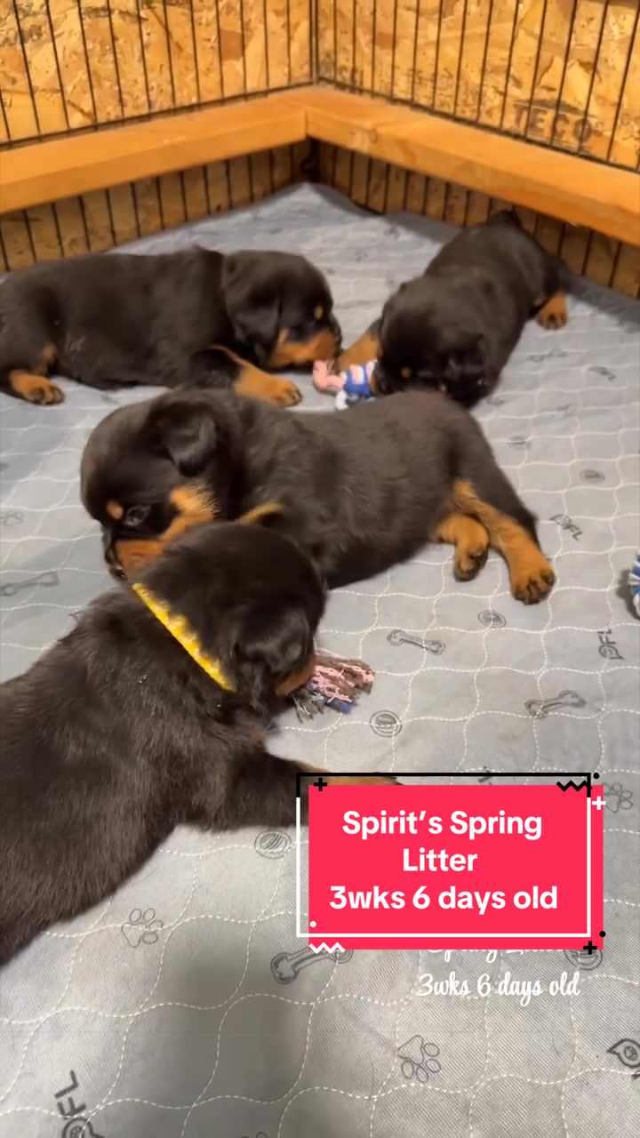 @Rott Karma Kennels LLC