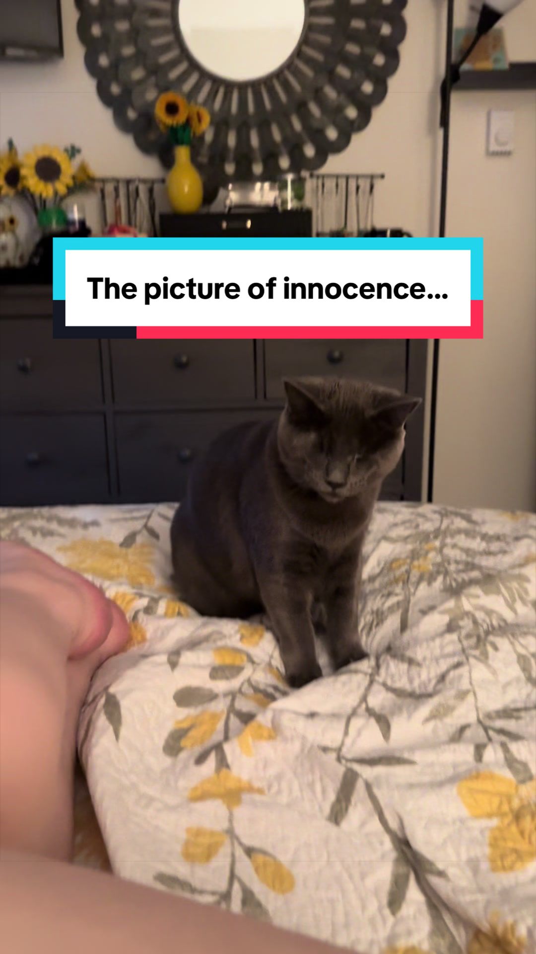 @my2blindcats