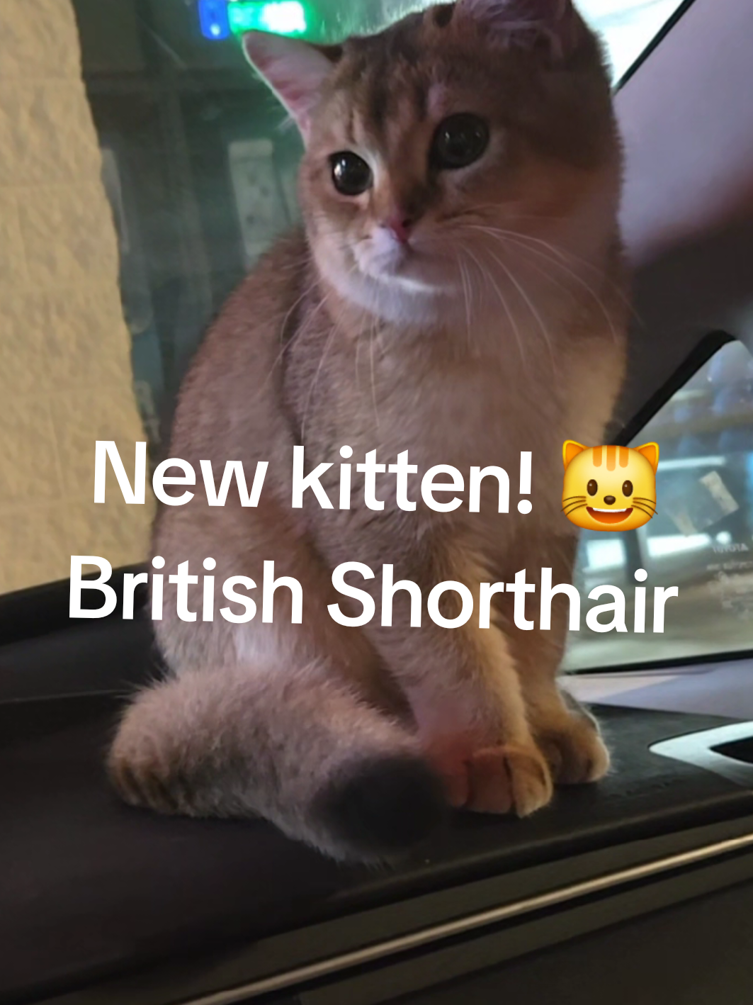 @Brittany Beauties Kittens