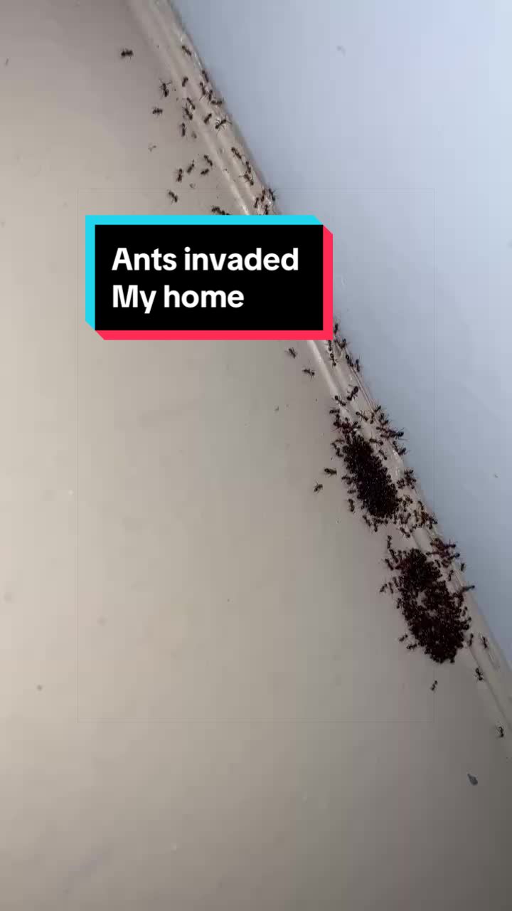 @Unlimitedbandz