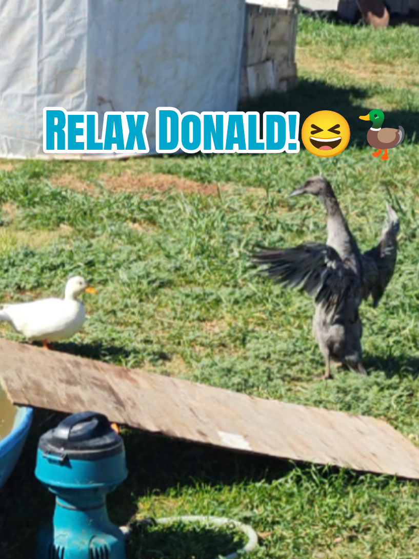 @Peaceful Point Homestead 🦆