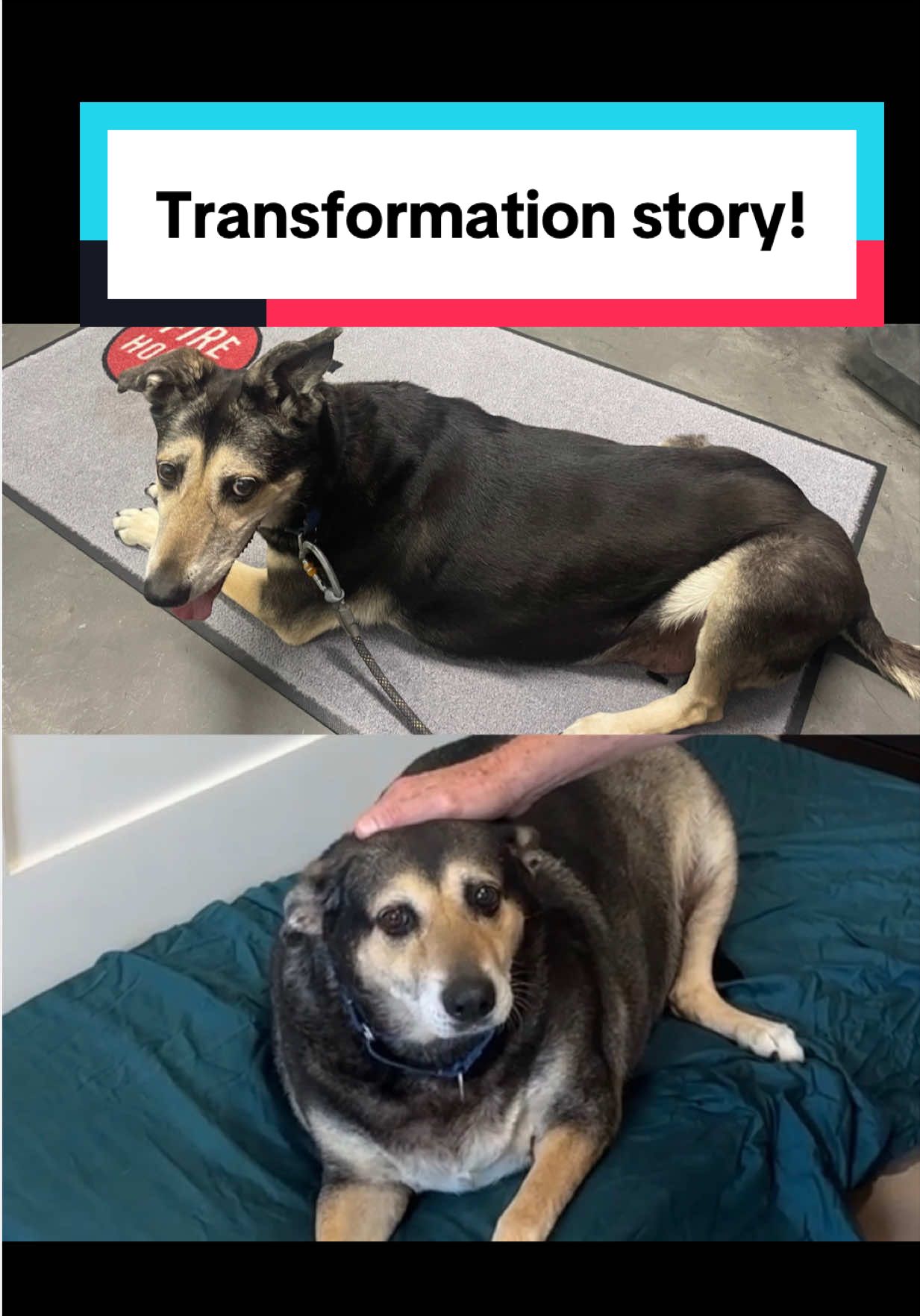 @PAWS Shelter