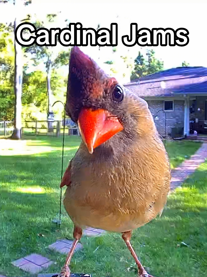 @Dobie/ Chicken Mom, & Bird ❤️r