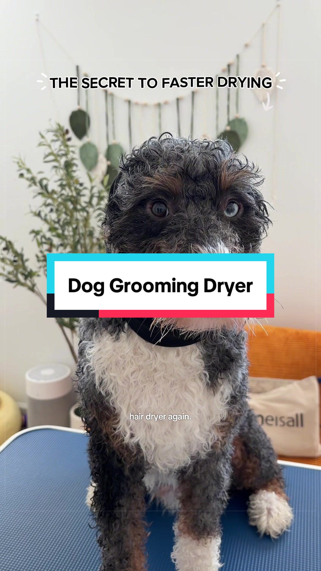 @Archie The Bernedoodle