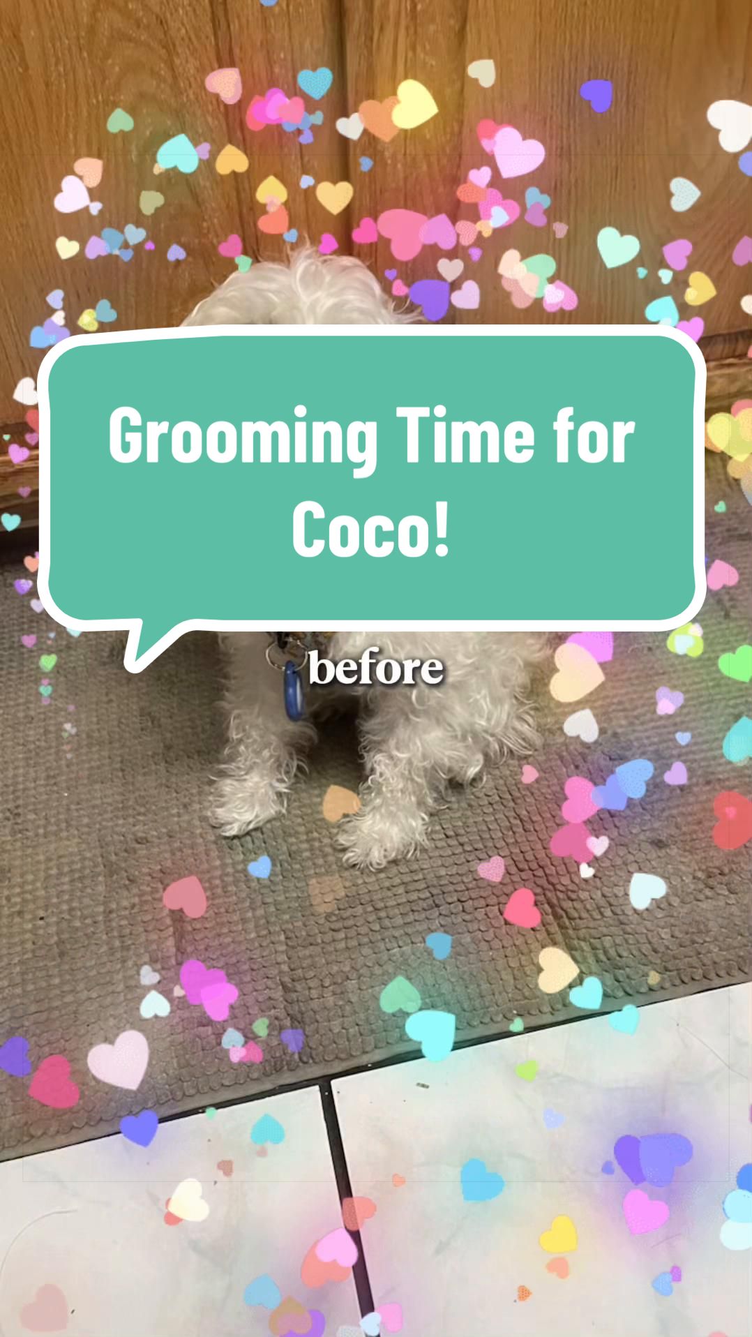 @Coco_puppysf