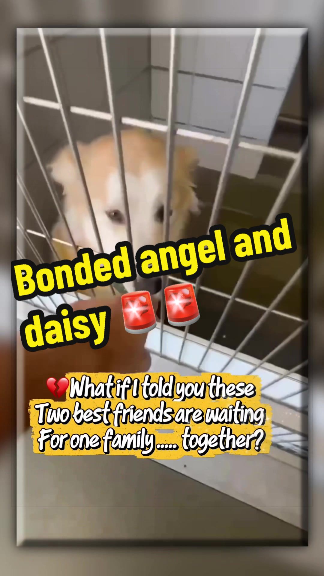 @ʙᴇ ᴛʜᴇɪʀ ᴠᴏɪᴄᴇ🐾PSP1🫶🏻🐾🐶❤️