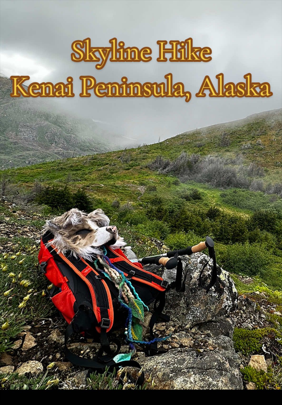 @Kodiak