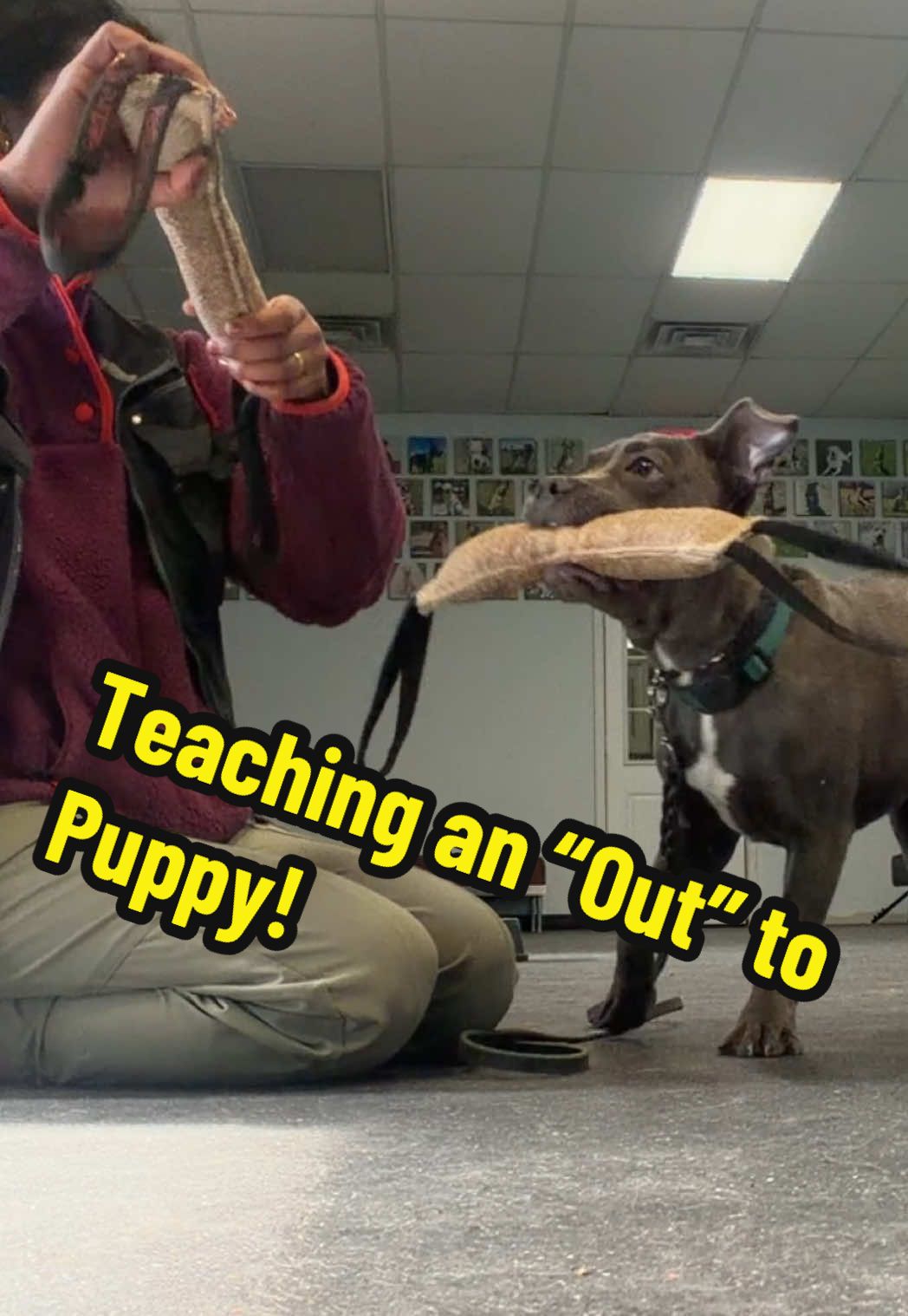 @dogstrainjen