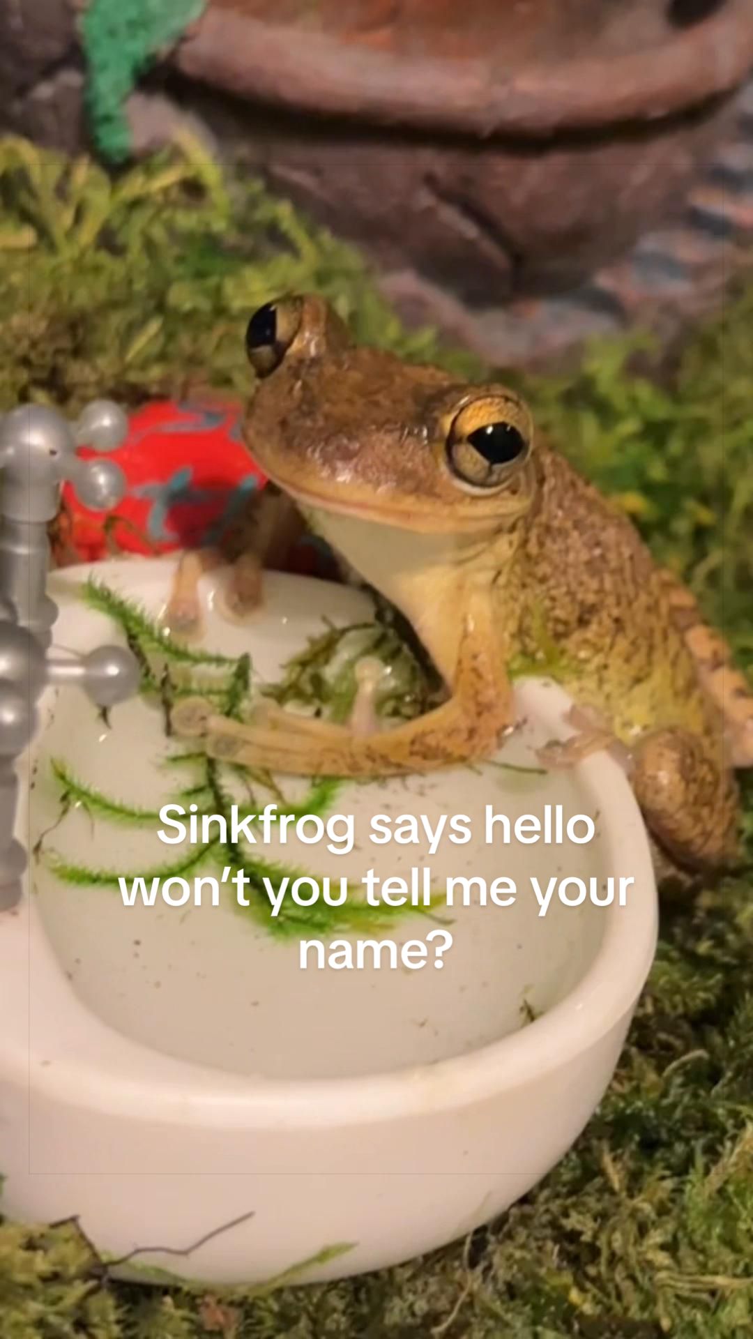 @originalSinkfrog