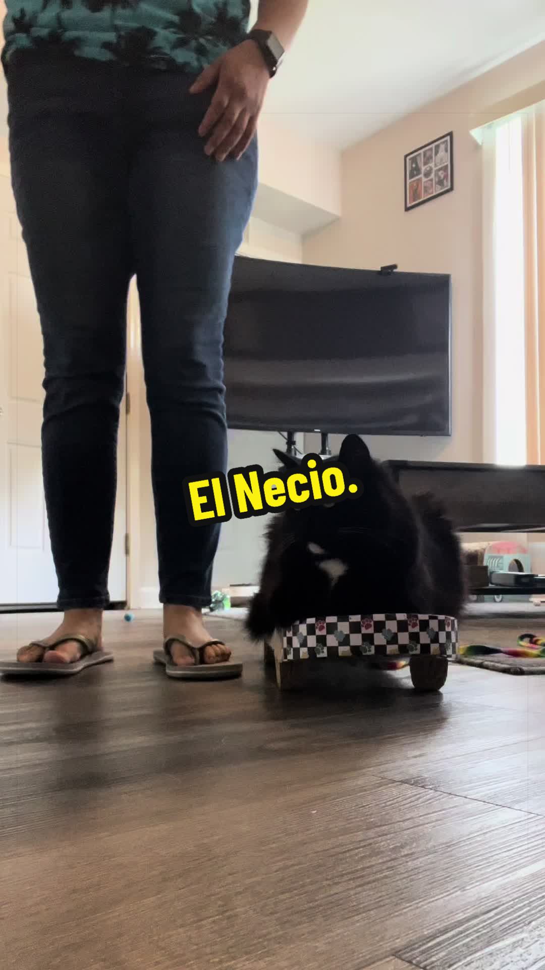 @🦖 MEOWassic CAT😺