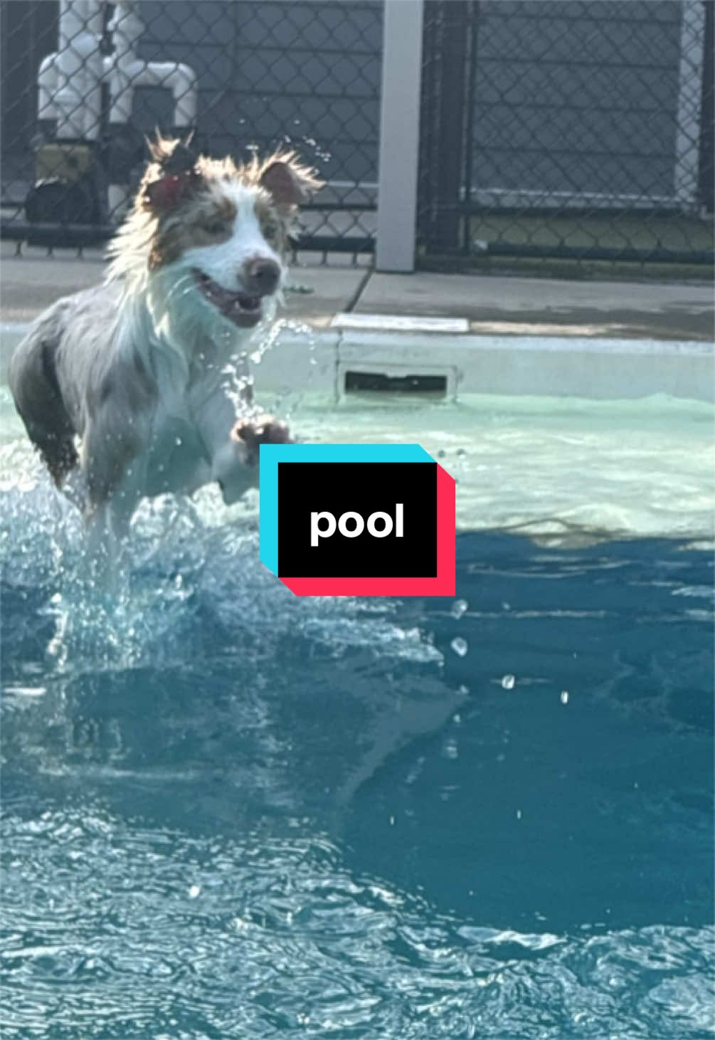 @Beck | Kentucky Dog Trainer