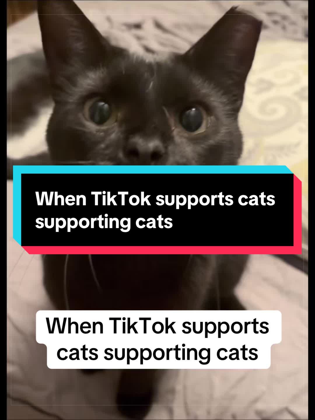 @catlover313official