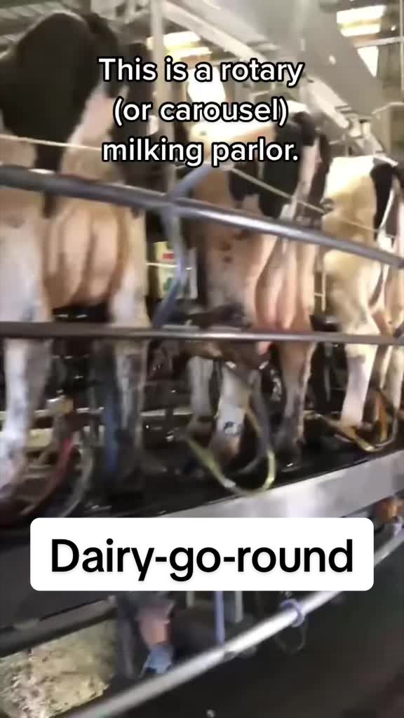 @Dairy Vet Dr. Michelle