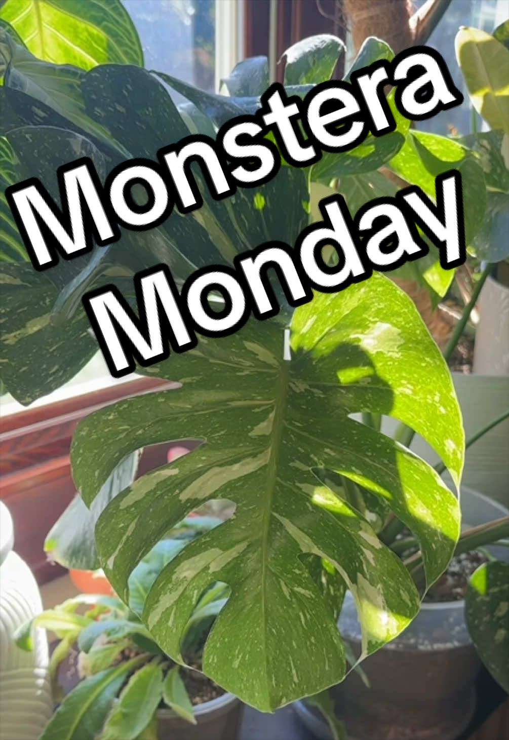 @PrettyGreenPlantThings