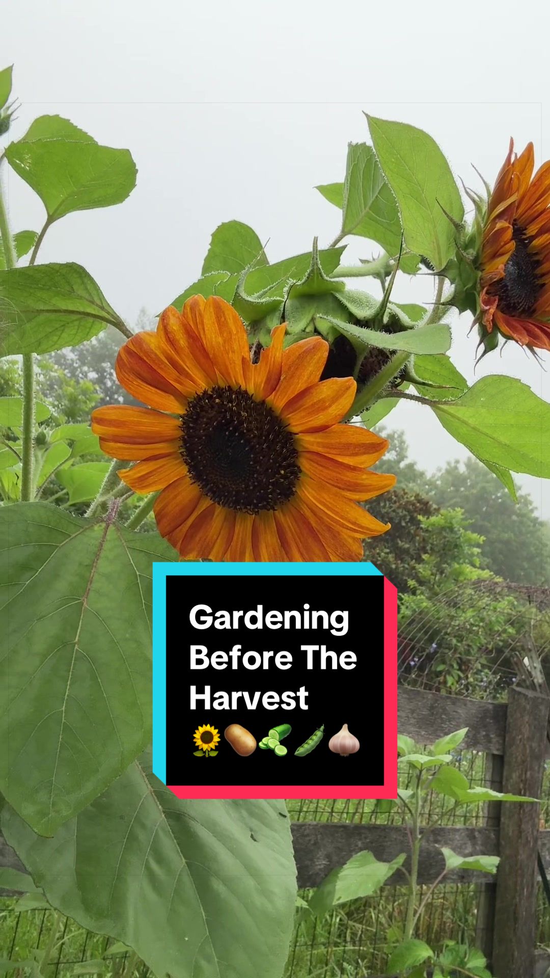 @VeryGoodGardening