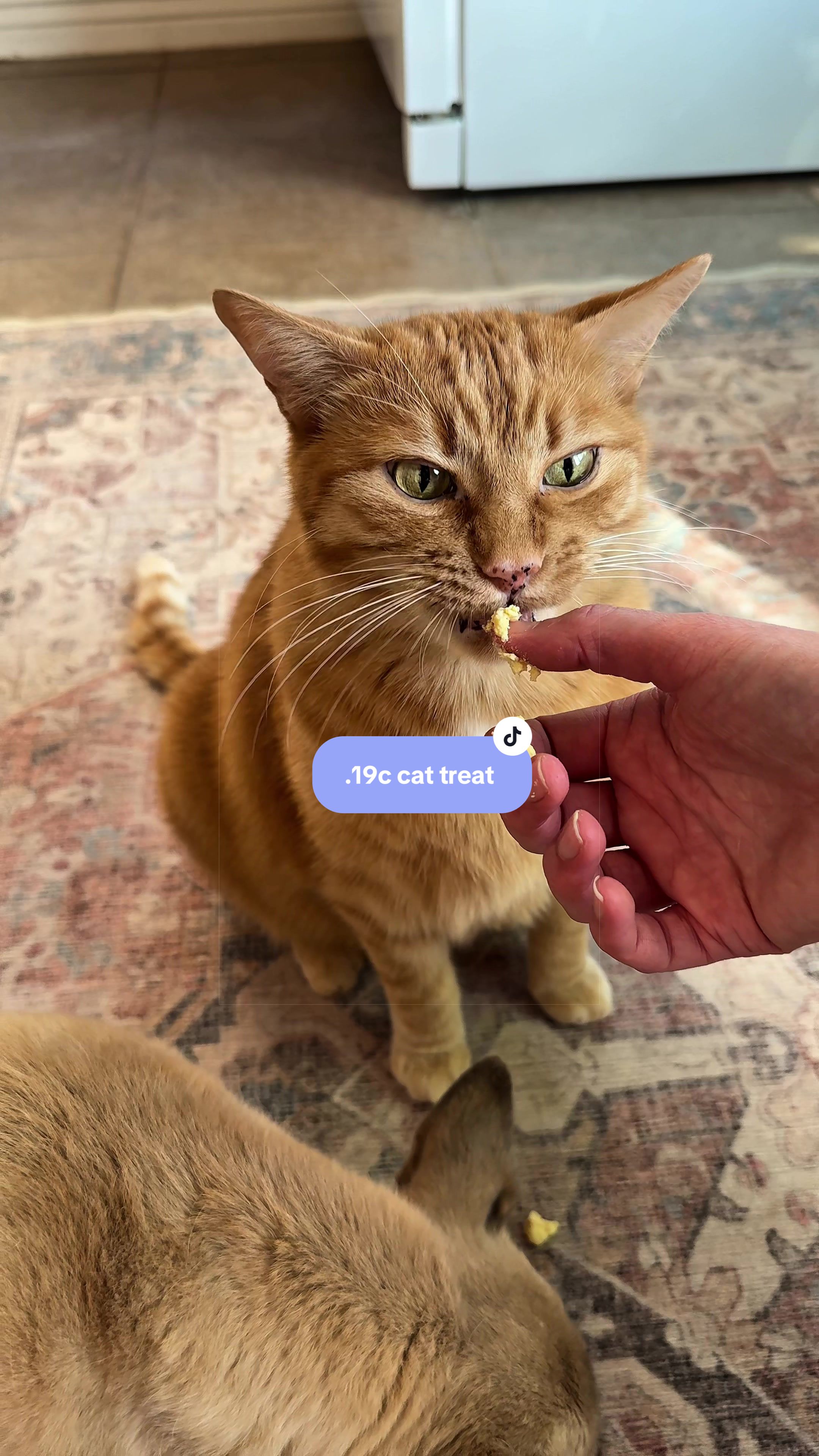@Feminist Kitty | Cat Nutrition