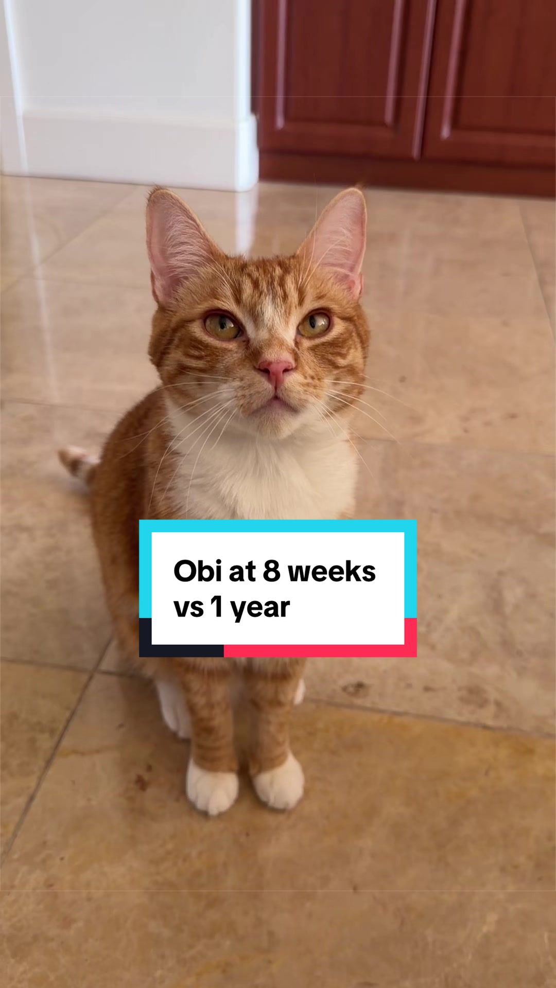 @Mariah | Cat Mom