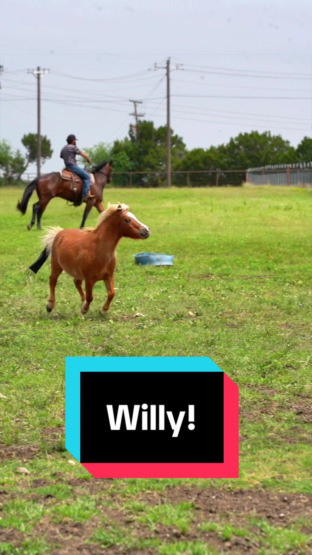 @WS Horses