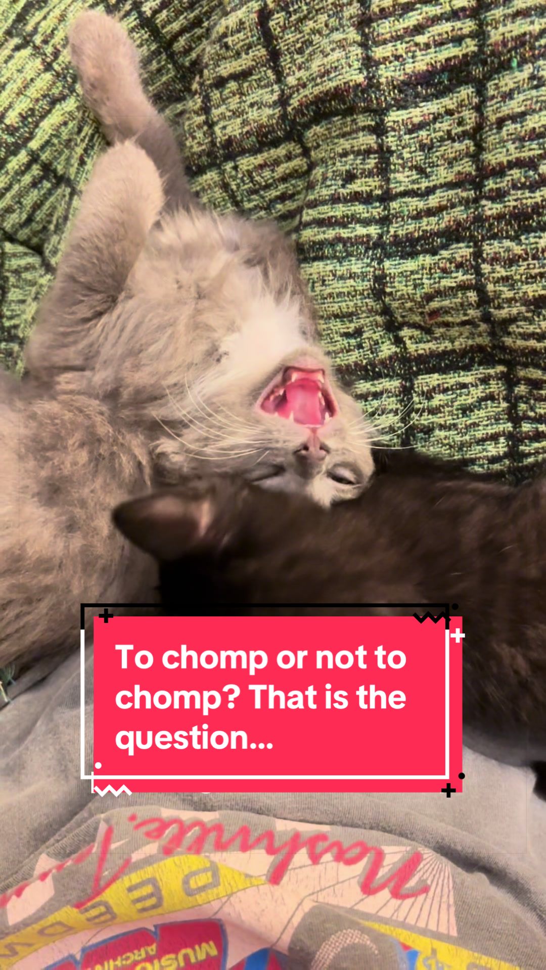@Christina | Cat Rescue 🐾