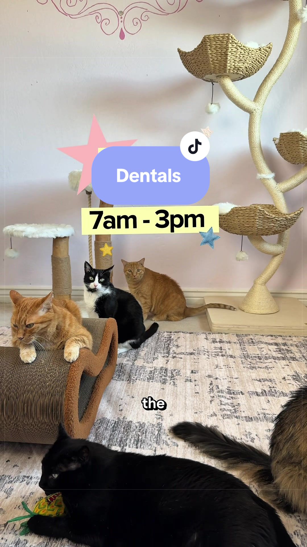 @Feminist Kitty | Cat Nutrition
