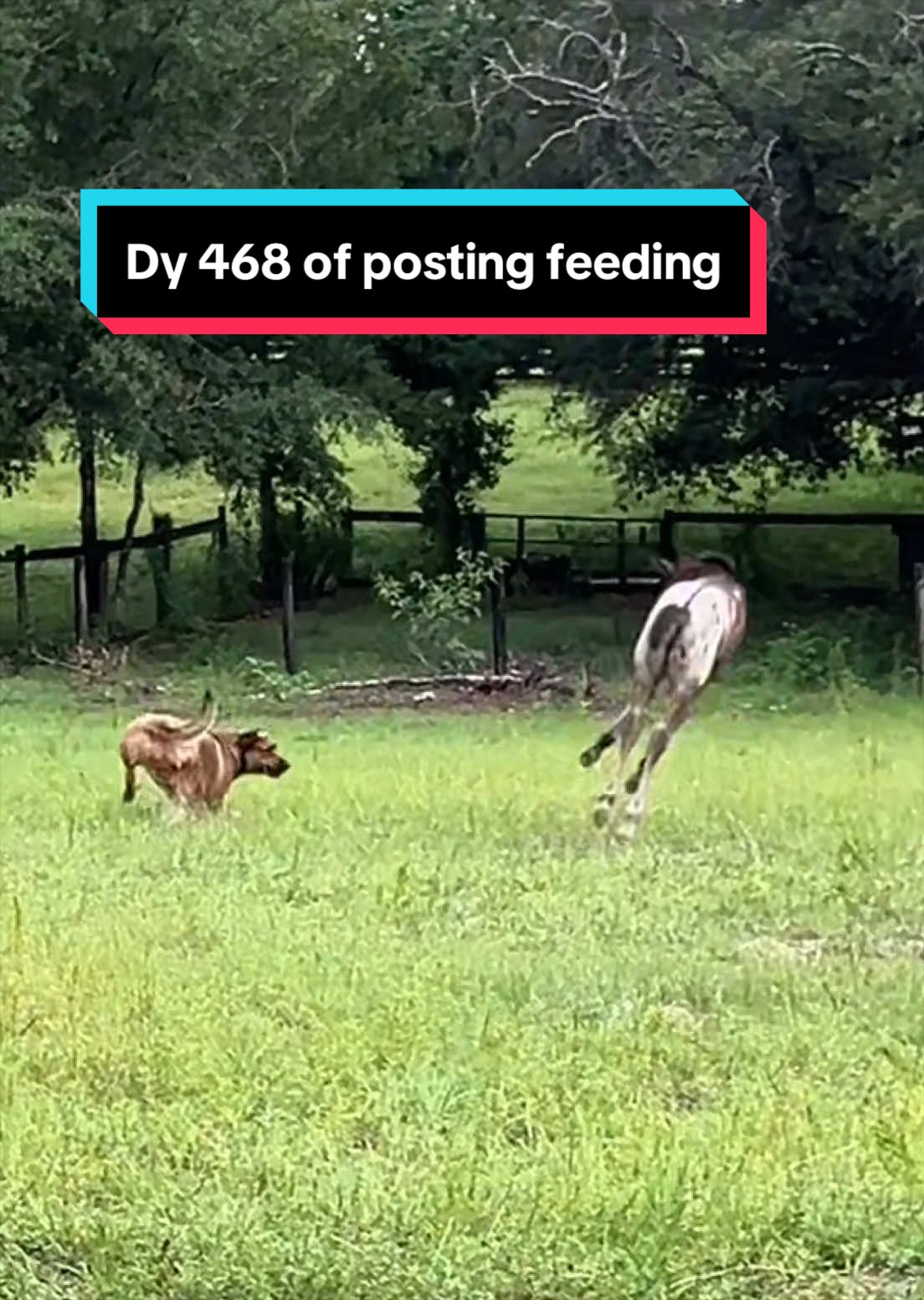 @jesswithallheranimals