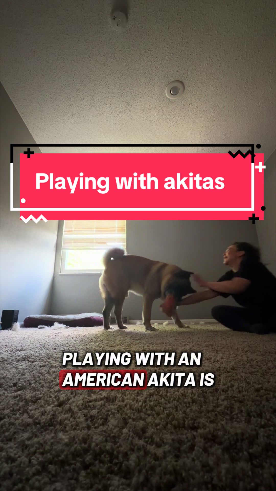 @Akita Brothers